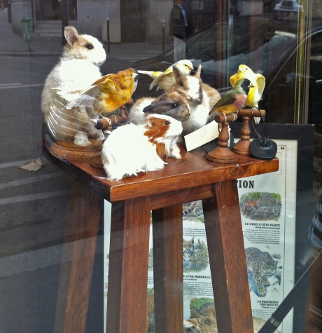 'I just feel a little nervous but I can't quite put my finger on why.' Rodents perch with domestic birds in a window display at Deyrolle
