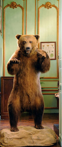 Salut! Hairy bear-y welcome