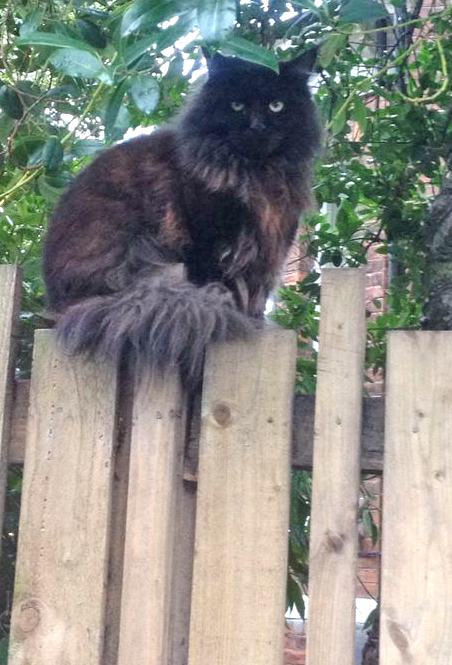 Sitting on the fence is apparently a human position of indecision. Find an appropriately spiky and uncomfortable fence and you may portray an attitude of resolve and stoicism